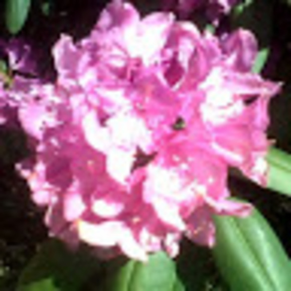 Meet your Posher, Angela - Picture 1 of 1